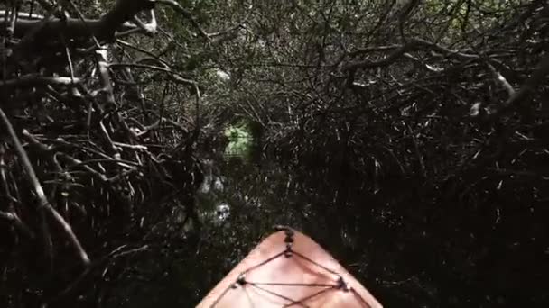 Bonaire Lac Bay Mangrovlarında Kano Yapıyorum — Stok video