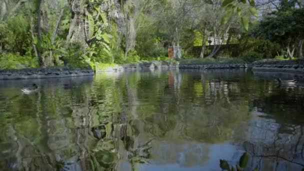 Nature Lumière Jour Campagne Parc Herbe Feuilles Brunch Coffre Arbres — Video