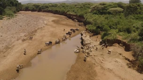 乾燥河床の羊 ヤギ飲料水 タンザニアのンゴロンゴロの乾季 — ストック動画