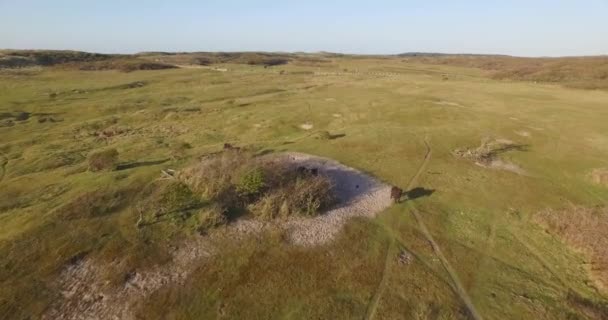Luftaufnahme Das Dünenschutzgebiet Oostkapelle Mit Grasenden Ponys — Stockvideo
