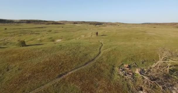 Luchtfoto Het Duinenreservaat Van Oostkapelle Met Grazende Pony — Stockvideo