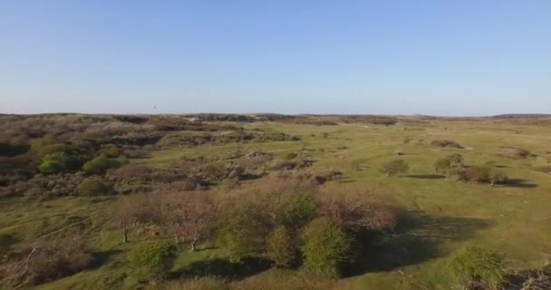 Luchtfoto Het Duinenreservaat Van Oostkapelle Met Grazende Pony — Stockvideo