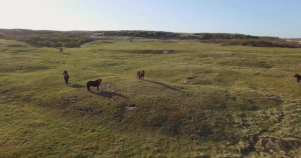 Luftaufnahme Das Dünenschutzgebiet Oostkapelle Mit Grasenden Ponys — Stockvideo