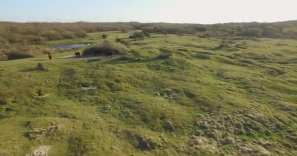 Luftaufnahme Das Dünenschutzgebiet Oostkapelle Mit Grasenden Ponys — Stockvideo