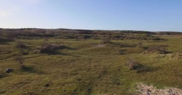 Aérien Réserve Naturelle Dunaire Oostkapelle Avec Poneys Brouteurs — Video