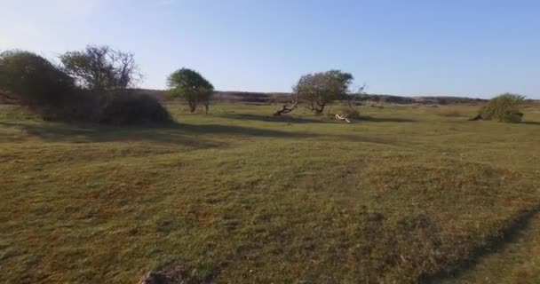 Aerial Rezerwat Przyrody Wydmy Oostkapelle Kucykami Wypasowymi — Wideo stockowe