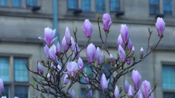 Magnolia Blommor Våren Natur Med Byggnad Bakgrunden — Stockvideo