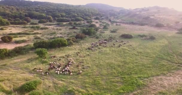 Aérien Lac Artificiel Avec Une Ferme Avec Moutons Lesbos Grèce — Video