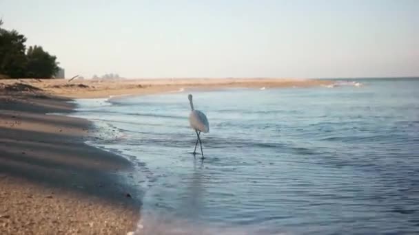Záběry Ptáka Kráčejícího Podél Mořské Linie Pláže Jižní Floridě Slunečného — Stock video