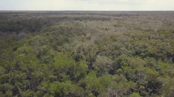 Vista Aérea Selva Mexicana — Vídeos de Stock