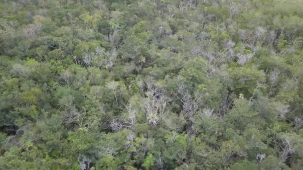 Вид Воздуха Мексиканские Джунгли — стоковое видео