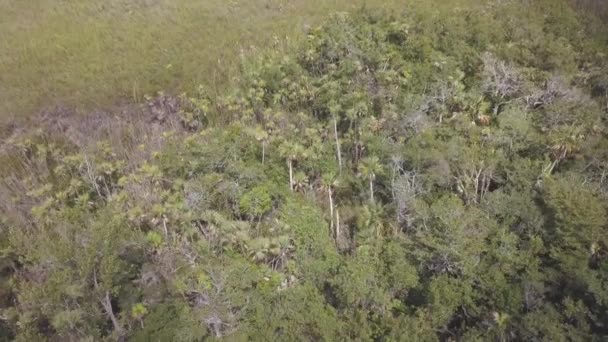 Selva Sabana Imágenes — Vídeo de stock