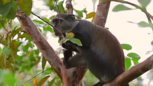 Czerwona Małpa Colobus Lesie Jozani Zanzibar — Wideo stockowe