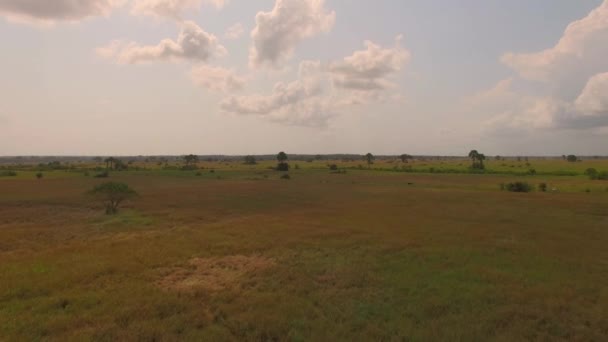 Hava Zanzibar Ortasındaki Savana Bölgesi — Stok video