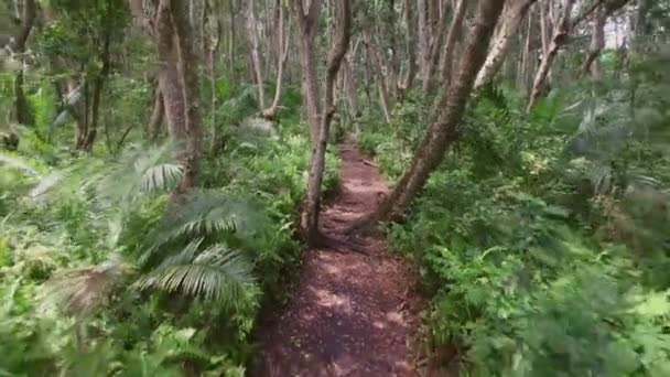 ザンジバルのジャングルの中の道 — ストック動画