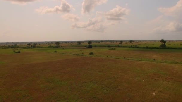 Hava Zanzibar Ortasındaki Savana Bölgesi — Stok video