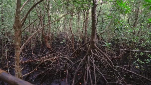 ザンジバルのマングローブ林 — ストック動画