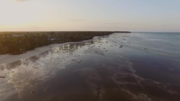 Légi Zanzibár Keleti Része Apály Naplemente Idején Drónt Követő Madarak — Stock videók