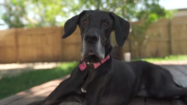 Female Great Dane Happy Looking Interest — Stock Video