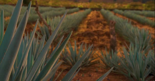 Campo Plantação Agave Agave Utilizado Para Produzir Tequila — Vídeo de Stock