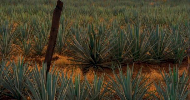 Ett Plantagefält Agave Används För Att Producera Tequila — Stockvideo