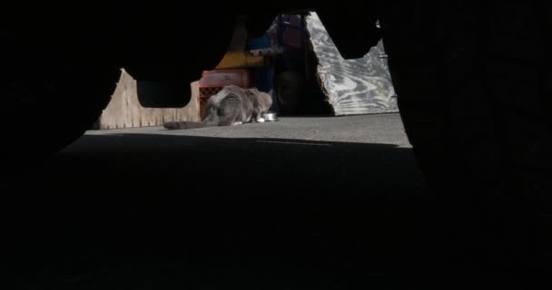 良いサマリア人によって配置された野良猫の食事の車のビューの下で ワイドアングル — ストック動画