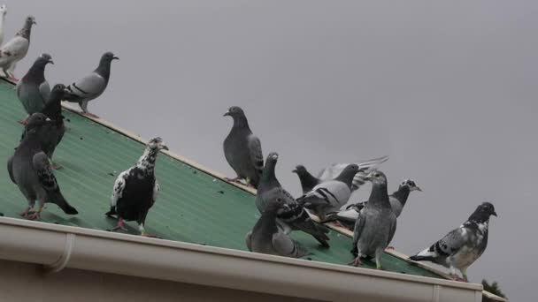 Racing Pigeons Many Breeds Settle Suburban Roof Dark Sky — Stock Video