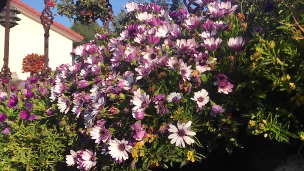 Tempo Lapso Vídeo Margarida Flores Florescendo Pela Manhã Com Caracóis — Vídeo de Stock