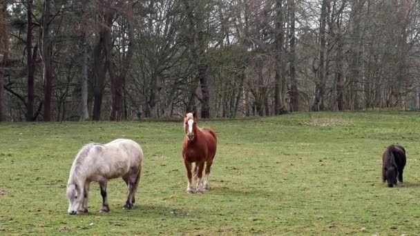 Caballos Pastando Campo — Vídeos de Stock