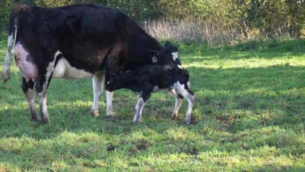 Mouvement Lent Bébé Veau Nouveau Jour Tombant Pendant Nettoyage — Video