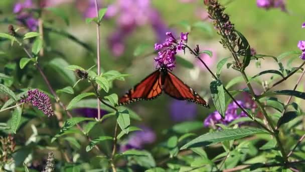 Monarcha Motýl Otvírá Zavírá Křídla Květině — Stock video