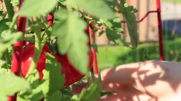 番茄是从植物中采摘的 — 图库视频影像