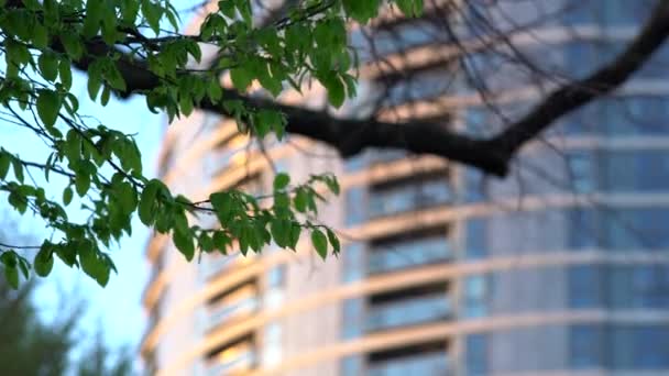 Parque Rei George Londres Pôr Sol Vento Soprando Através Das — Vídeo de Stock