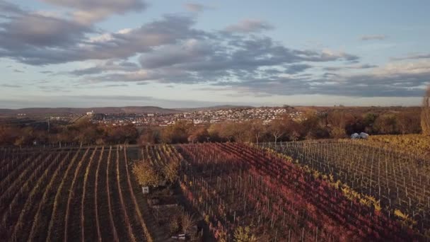 Vuelo Aéreo Con Drones Sobre Viñedos Otoño Coche Está Cruzando — Vídeos de Stock