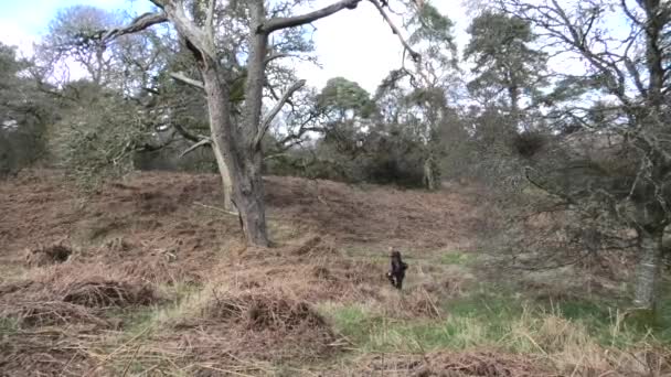 Drum Castle Woods Lady Loopt Langs Oude Dennenboom — Stockvideo