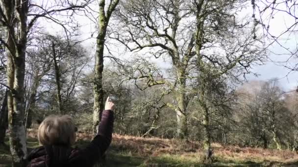 鼓堡森林夫人站在树梢上 — 图库视频影像