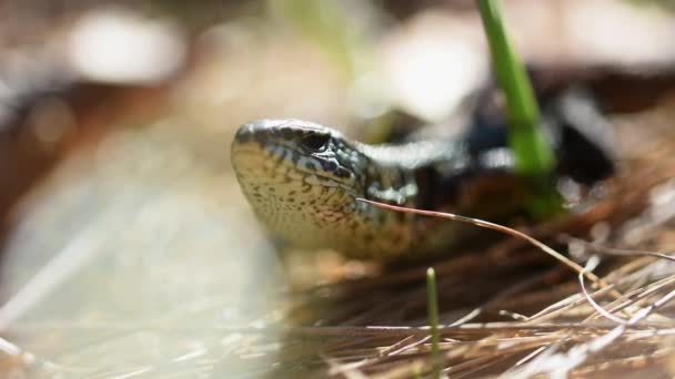 Lacerta Viridis Zelený Ještěrka Pobyt Suché Trávě Slunci Zahřívání — Stock video