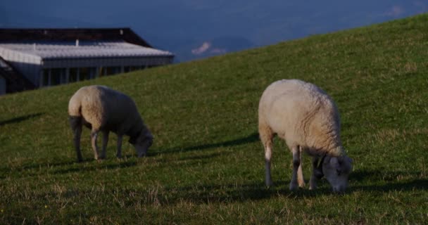 Вівці Їдять Траву Лузі — стокове відео