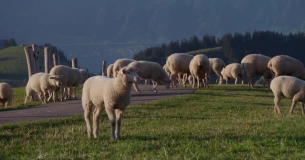 Schapen Gras Eten Een Weide — Stockvideo