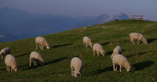 Sheep Eating Grass Meadow Mountains — Stock Video