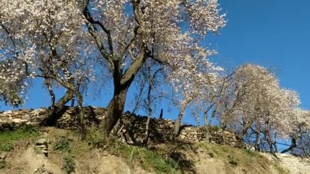 Sakura Blossom Valla Piedra Tiro Inclinación Cielo Azul — Vídeo de stock