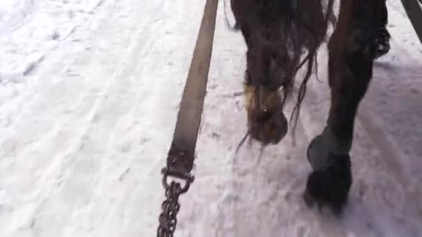 Close Slow Motion Shot Back Horse Hooves Gallop Snowy Path — Stock Video