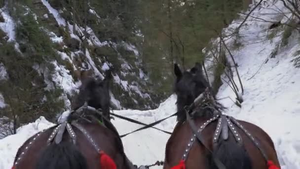 Due Cavalli Tirano Una Slitta Una Valle Innevata — Video Stock