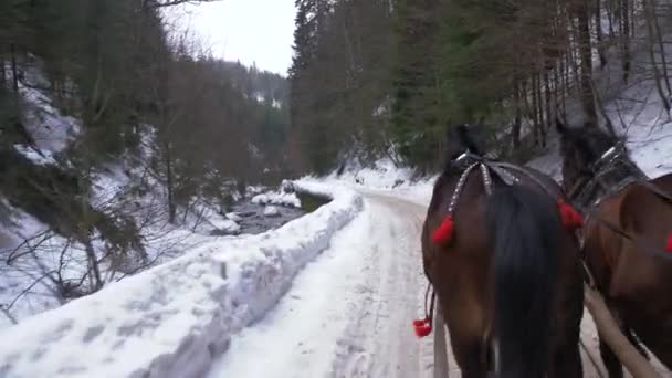 Dwa Konie Ciągną Sanie Śnieżnym Vallley Obok Rzeki Nasz Punkt — Wideo stockowe