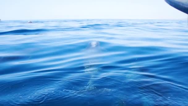 Yunus Yüzeye Çıkmadan Önce Suyun Altında Neşeyle Yüzüyor — Stok video
