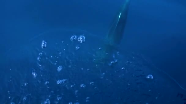 Delfín Nadando Juguetonamente Bajo Agua Antes Salir Superficie Para Aire — Vídeos de Stock
