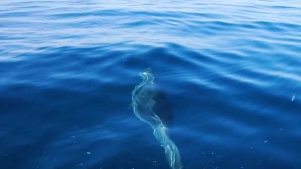 Delfin Játékos Úszás Víz Alatt Mielőtt Felszínre Levegő — Stock videók