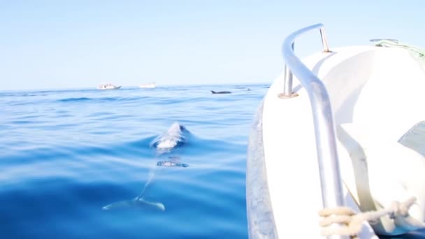 Dolphin Playfully Swimming Water Surfacing Air — Stock Video