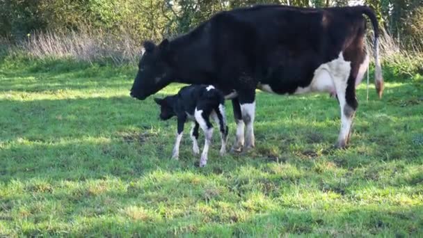 Nyfödd Kalv Som Tvättas Sin Mamma — Stockvideo