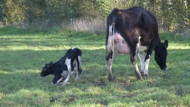 Nouveau Bébé Veau Essayant Tenir Debout Tout Étant Nettoyé — Video